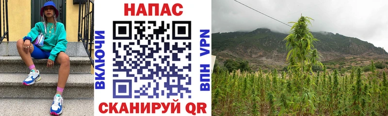 Конопля план закладка Шумерля